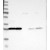 Western Blot: 14-3-3 theta Antibody [NBP1-90337] Lane 1: Marker [kDa] 230, 130, 95, 72, 56, 36, 28, 17, 11 | Lane 2: RT-4 | Lane 3: U-251 MG | Lane 4: Human Plasma | Lane 5: Liver | Lane 6: Tonsil